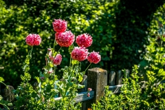 Îm-Blumengarten-06